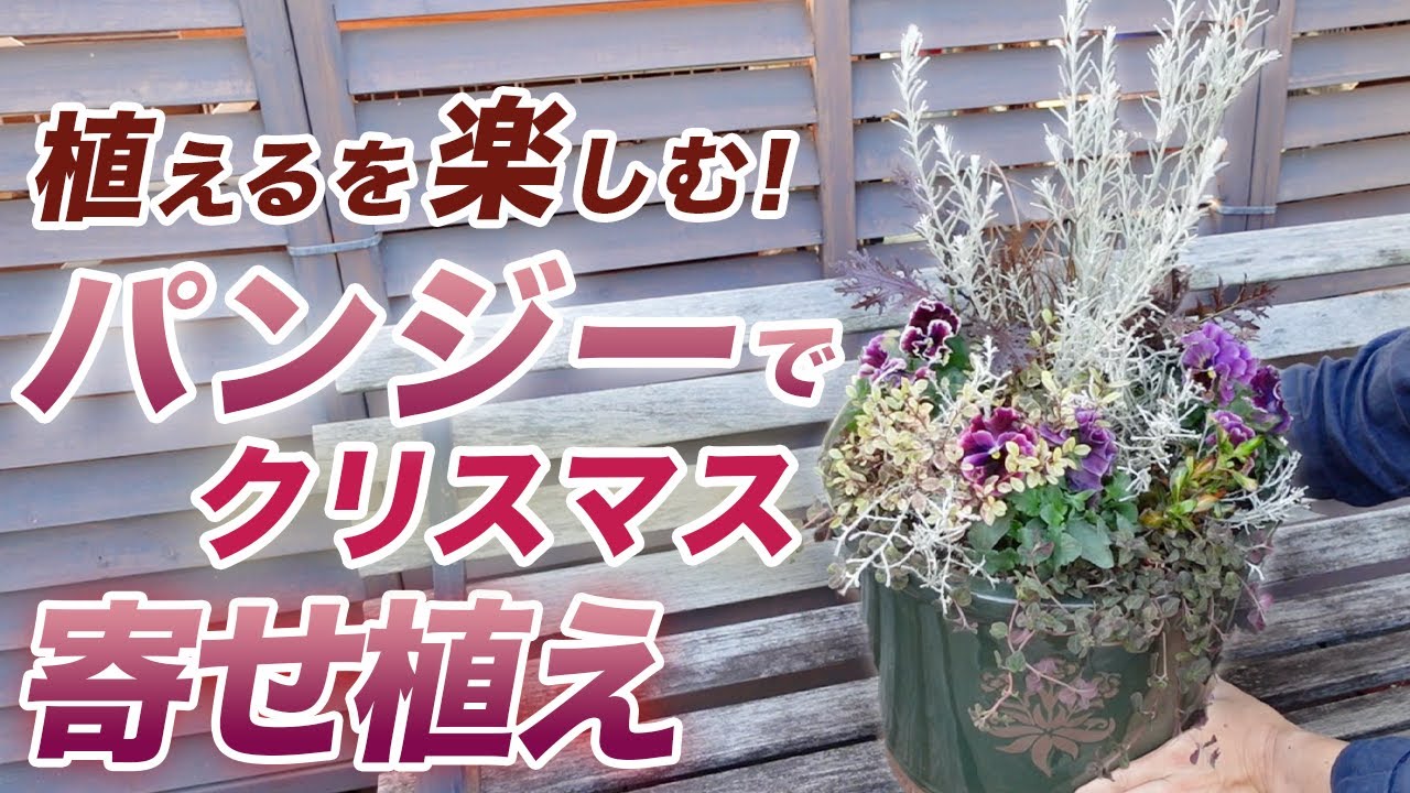 正月以降も楽しめるおしゃれな「クリスマス」寄せ植え ※完成品 花苗 鉢花 ガーデニング 寄せ植え 葉牡丹 ハボタン アートフラワー ガーデニング専門店プチフルonline 通販 18624381Creema クリーマ