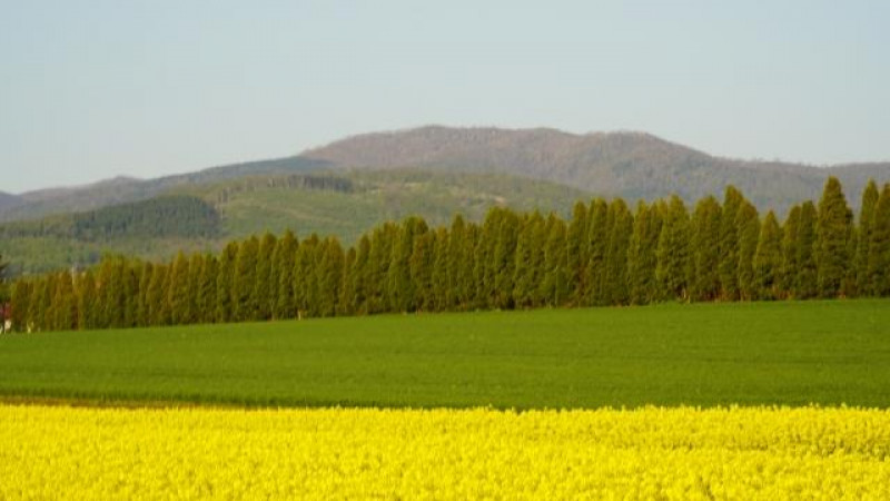 寒竹ゆり『First Love 初恋』 - 青春ゾンビ