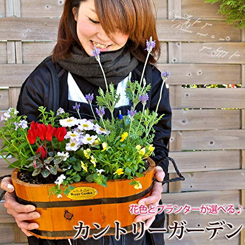 Amazon.co.jp: 花由 カントリーガーデン 寄せ植え NEWクリスマスver 12月25日届まで 最短の日程 当店よりお知らせ :DIY・工具・ガーデン