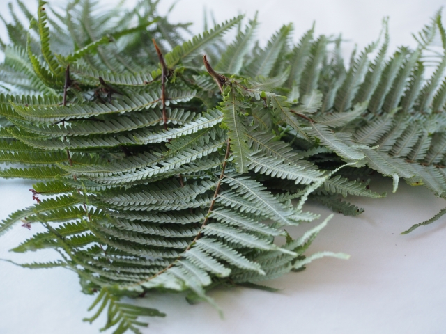 裏白 正月飾りの写真素材 - PIXTA