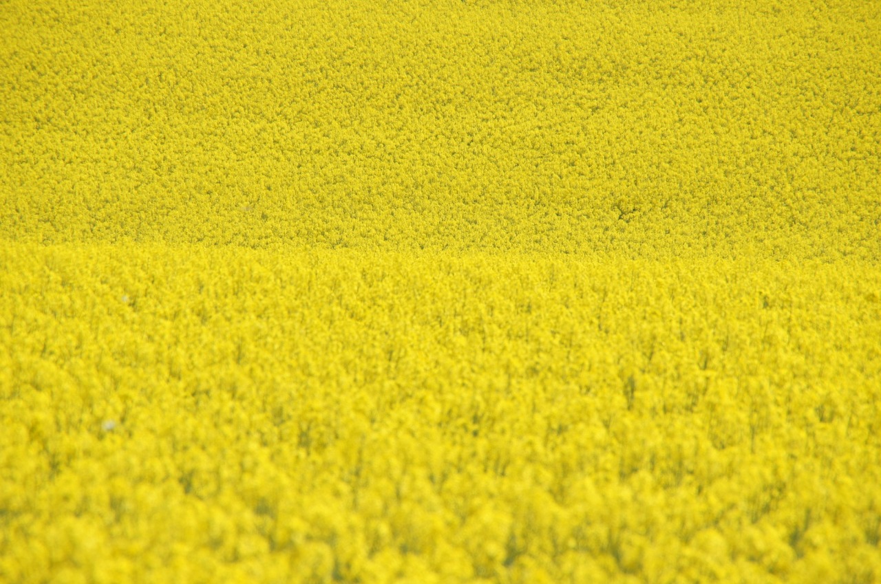 2024たきかわ菜の花まつり┃車がなくても楽しめる！会場までのアクセスは