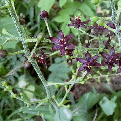 八王子花火大会八王子市公式ホームページ