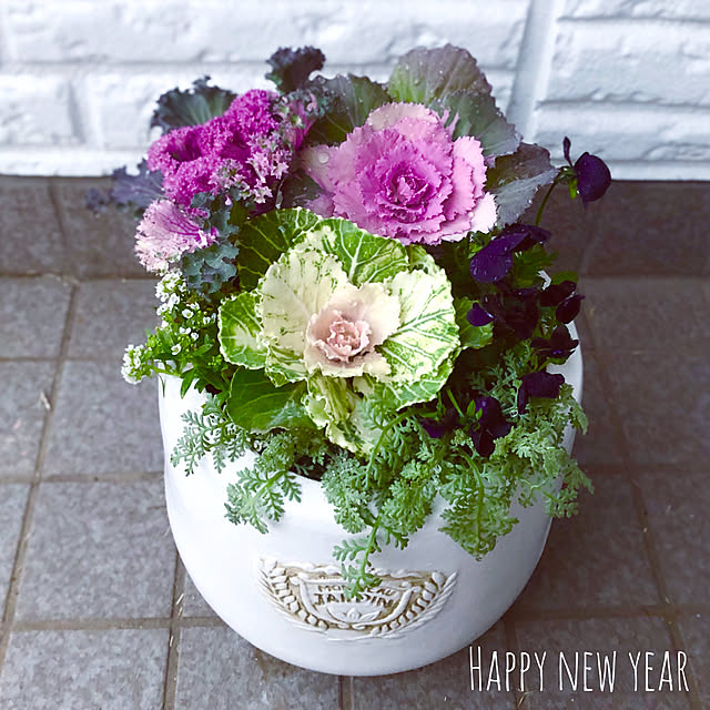 お正月寄せ植え、作りました😅園芸日記byマリオみんなの趣味の園芸529280