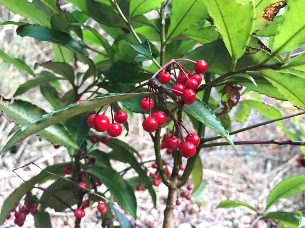 お正月 アレンジメント 赤い冬の実もの。南天とウィンターベリーで華やかなお正月アレンジメント フラワーアレンジメント教室 横浜