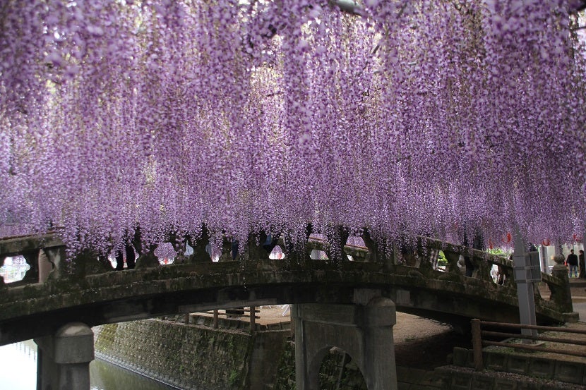福岡 藤の名所＆イベント 樹齢約300年の「中山大藤」＆「中山大藤まつり」 柳川市 福岡・佐賀 週末楽しむニュースマガジン ジモタイムズ・九州朝日放送