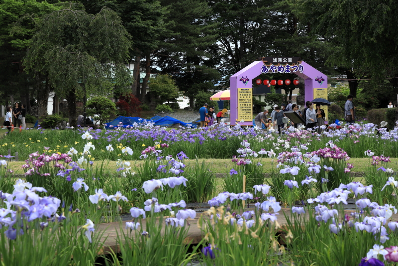 あやめ祭り 浅舞公園: ひとりごと
