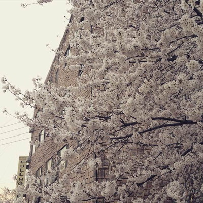 韓国旅行」2025 桜開花予想 &お花見スポットinterpark globalのブログ