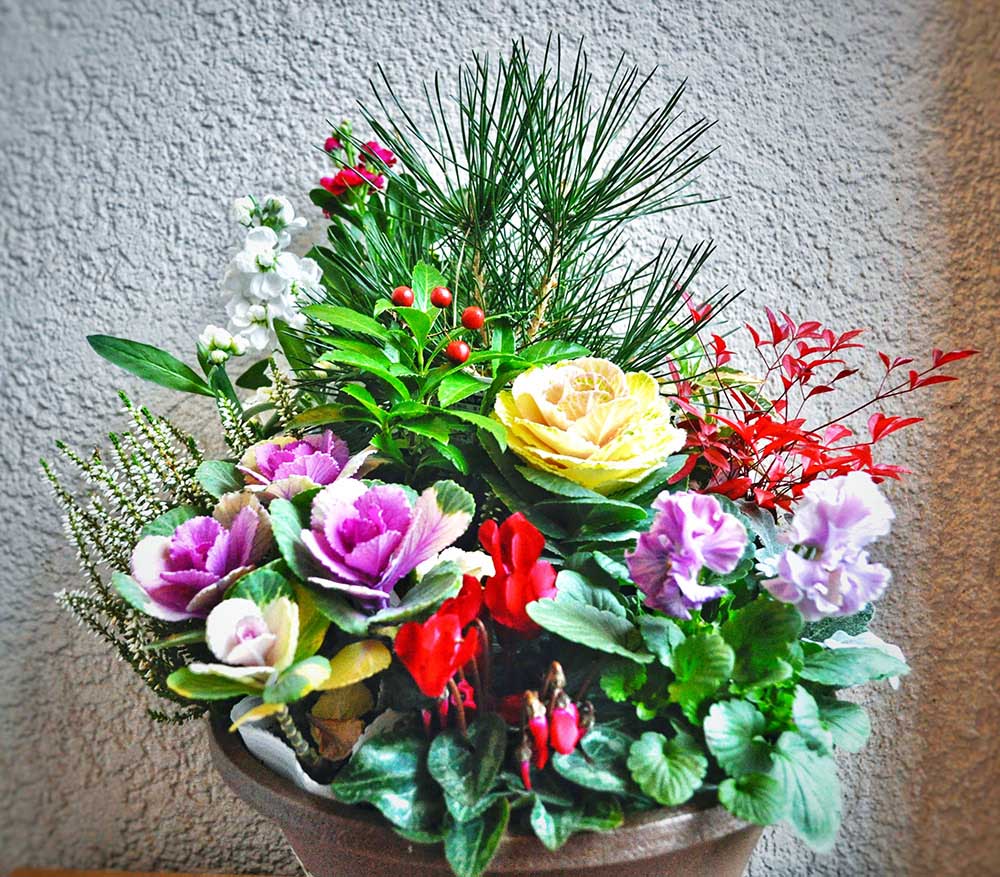 葉牡丹寄せ植え講習会大阪府立農芸高等学校