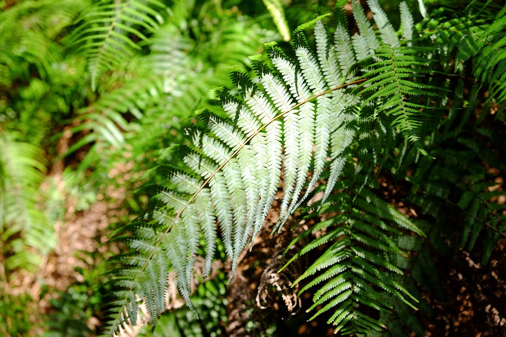 ウラジロとユズリハ - ＹＮＷＣ的な日常