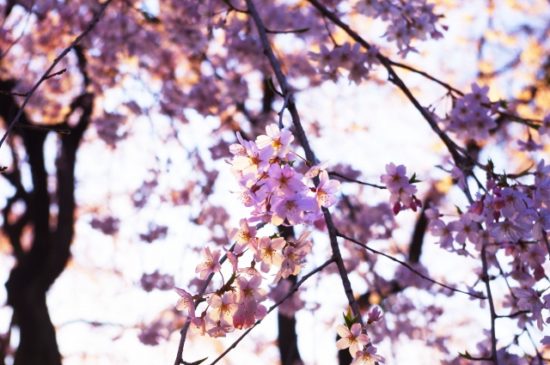 十四川の桜並木 アクセス・営業時間・料金情報 - じゃらんnet