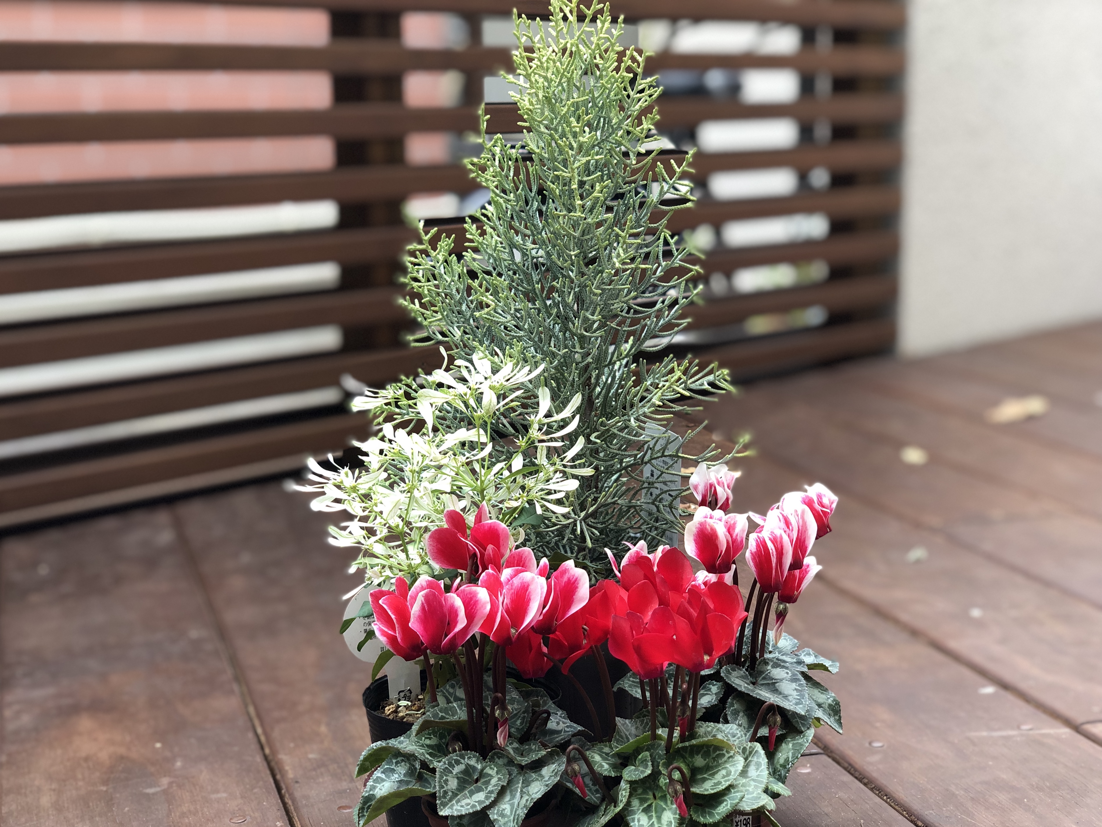 花の寄せ植えレッスン!クリスマスを華やかに楽しむ冬の寄せ植えLOVEGREEN ラブグリーン