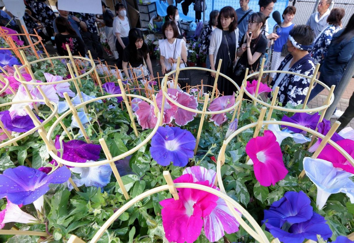第三回寄居朝顔まつりが で開催されました！ 珍しい品種の朝顔も出品 Topics