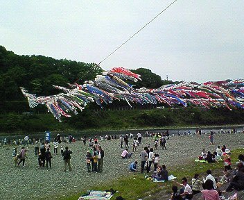 泳げ鯉のぼり相模川 相模原市- かながわ いーとこ