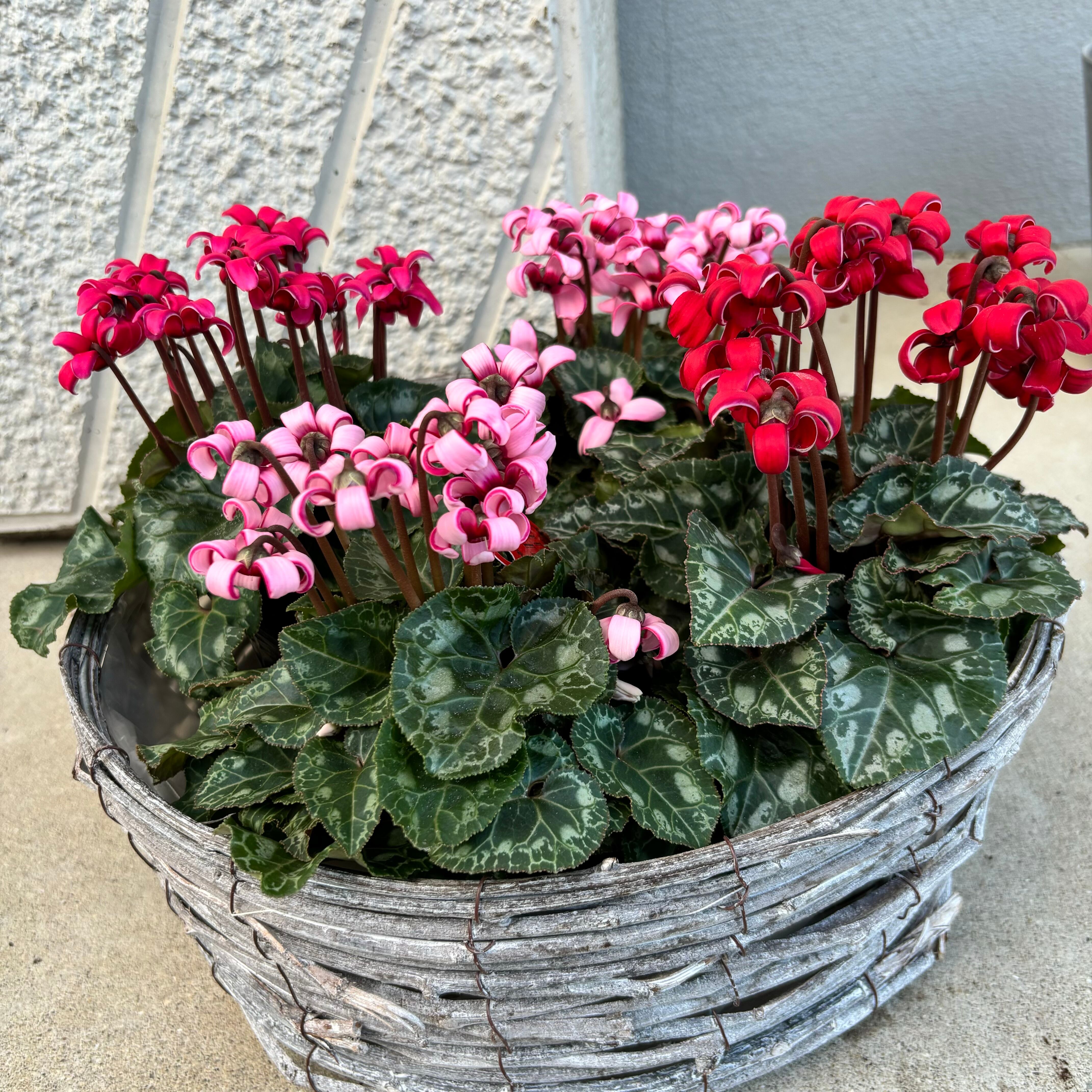 クリスマスの寄せ植え花とハーブの生産直売・園芸教室・シクラメン・ブラックベリー・寄せ植え宮子花園 みやしかえん 石川県白山市 -花とハーブの生産直売・園芸教室・シクラメン・ブラックベリー・寄せ植え宮子花園 みやしかえん 石川県白山市