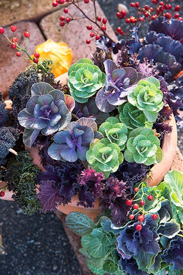 華やかに新年を お正月の寄せ植え特集：TOWN TOWN タウンタウン