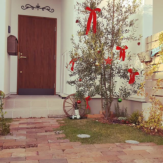 Amazon.co.jp: コニファー サルフレア 苗木 クリスマスの木 シンボルツリー : DIY・工具・ガーデン