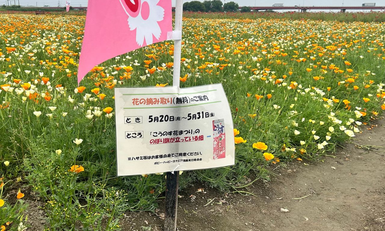 日本一のポピー畑！埼玉県、鴻巣はなまつりにポピーの撮影に行ってきました