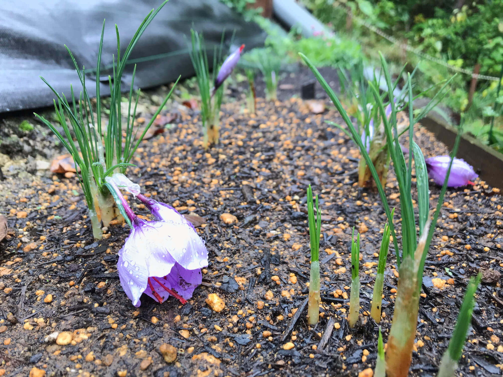 サフランの花言葉は喜び花言葉わかるサイト はなこと
