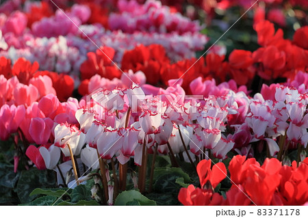 シクラメンを冬の庭で。バリエーションも豊富な「ガーデンシクラメン」家庭画報.com“素敵な人”のディレクトリ