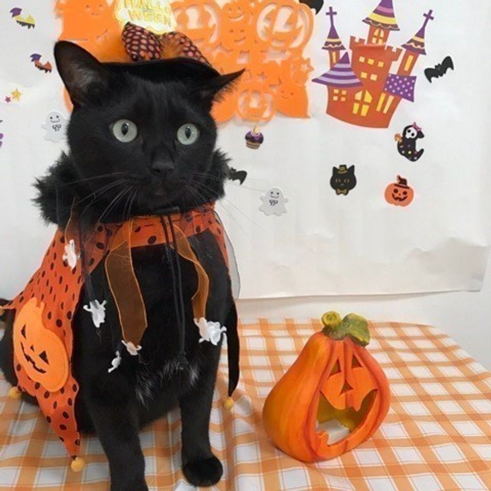 100均 子ども用衣装の作り方 Vol.2 ハロウィンコスプレ │ 黒猫🐈‍⬛ │ しっぽ付きブルマ 猫耳カチューシャ 肉球手袋 │halloween cosplay