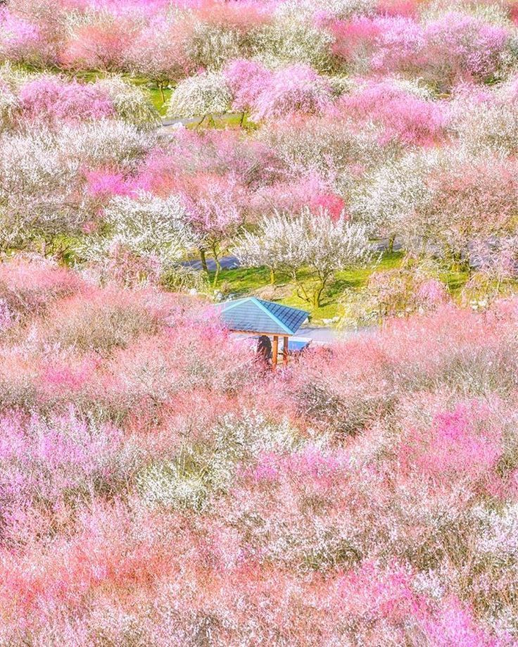 いなべ梅まつり アクセス・イベント情報 - じゃらんnet