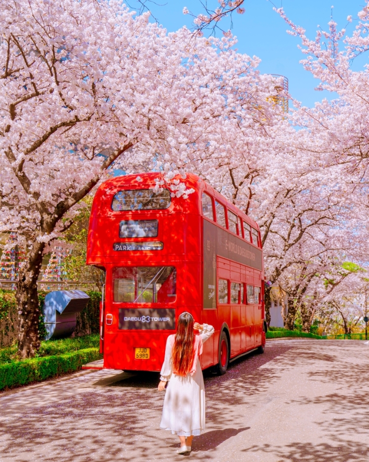 2024年版 ソウルでお花見したい！ソウルの桜スポット、ベスト８＋春の花スポット！ソウルナビ