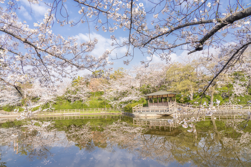 桜のライトアップやキッチンカーも！東海市・大池公園桜まつり3 21 金 ～4 13 日 まで開催-記事-ちたまるNavi知多半島情報ポータル