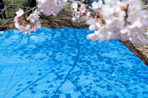 お花見の定番の食べ物は？年代問わずおすすめのメニュー6つ - お役立ち情報シェフくるマガジン