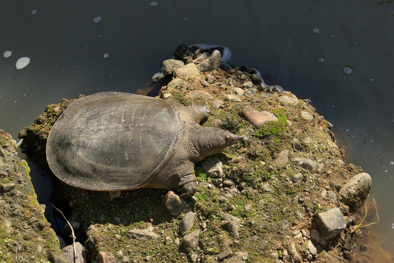 提灯に釣鐘の意味奈良の宿大正楼
