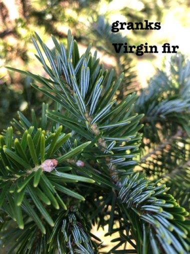 楽天市場 コニカコニファー 北欧スタイル 庭木 常緑樹 クリスマスツリー ガーデニング 植木: ファインガーデン