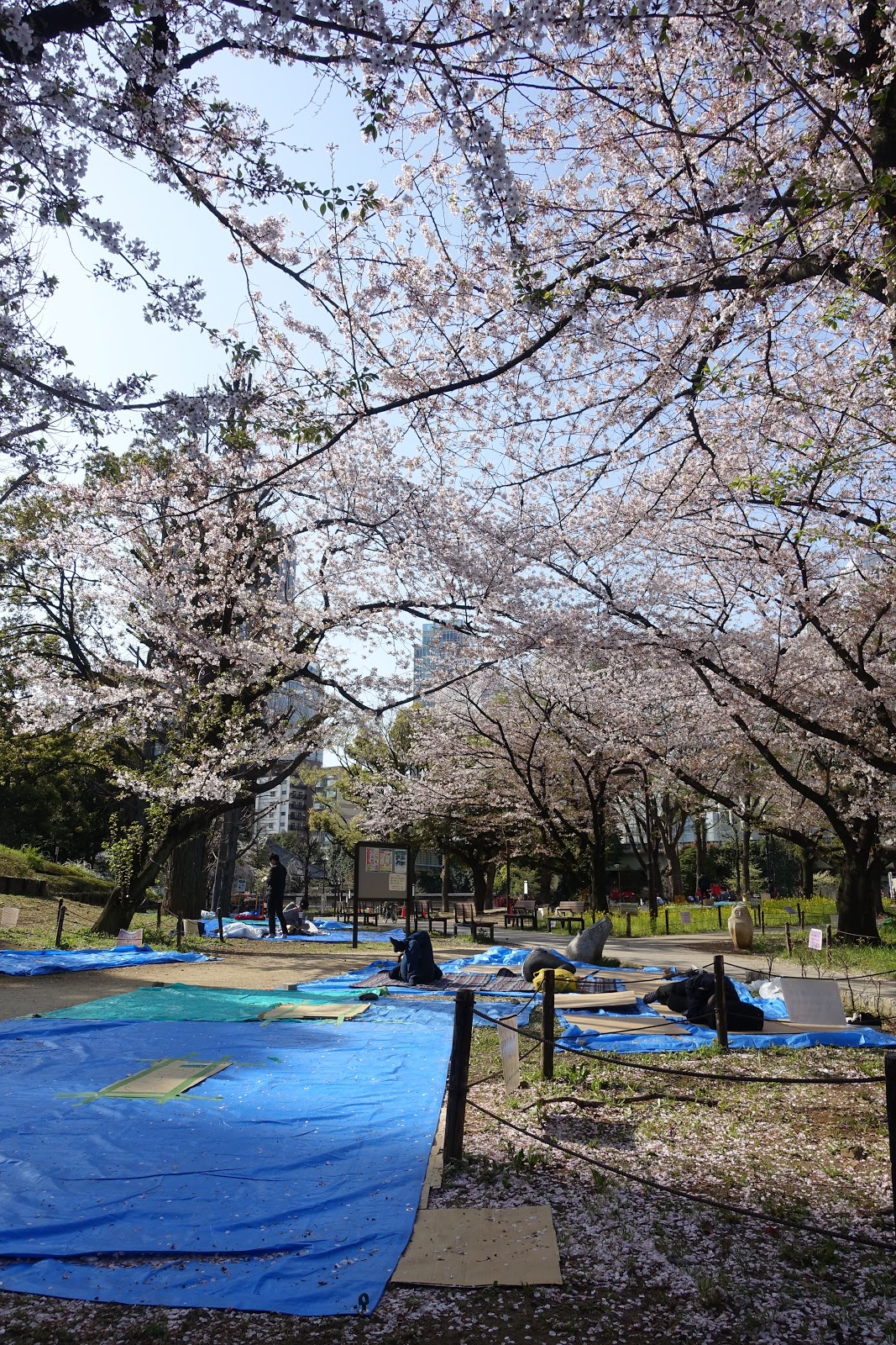 芝公園の桜開花・満開 天気情報 2025 - 日本気象協会 tenki.jp