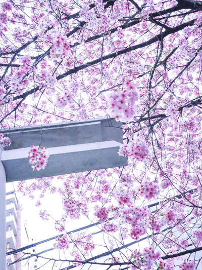 蔵前神社のミモザ×河津桜のリアルレポTrip.com 東京