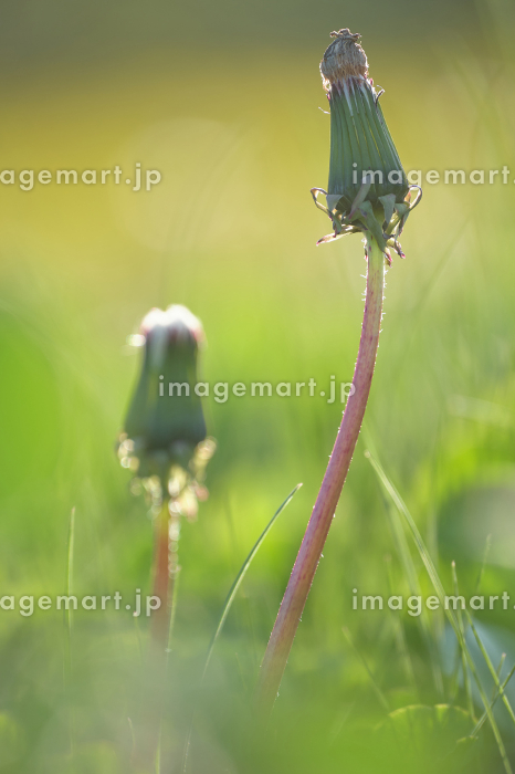 園外保育 天啓公園 たんぽぽ・りんご・みかん : つぼみ保育園ブログ