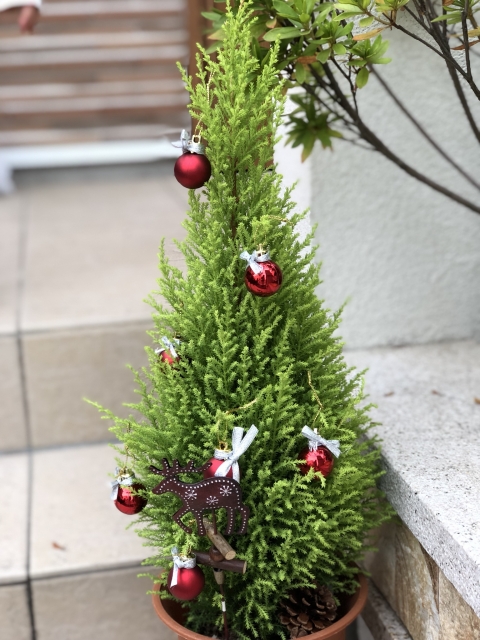 この木 何の木 クリスマスツリーダイハツ千葉販売株式会社