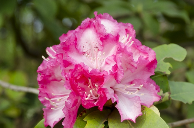 安産祈願や勝負運等のご利益が有名な広島東照宮！ご祭神は徳川家康公！見どころや駐車場、御朱印や所要時間をご紹介します！むさしの散歩日記