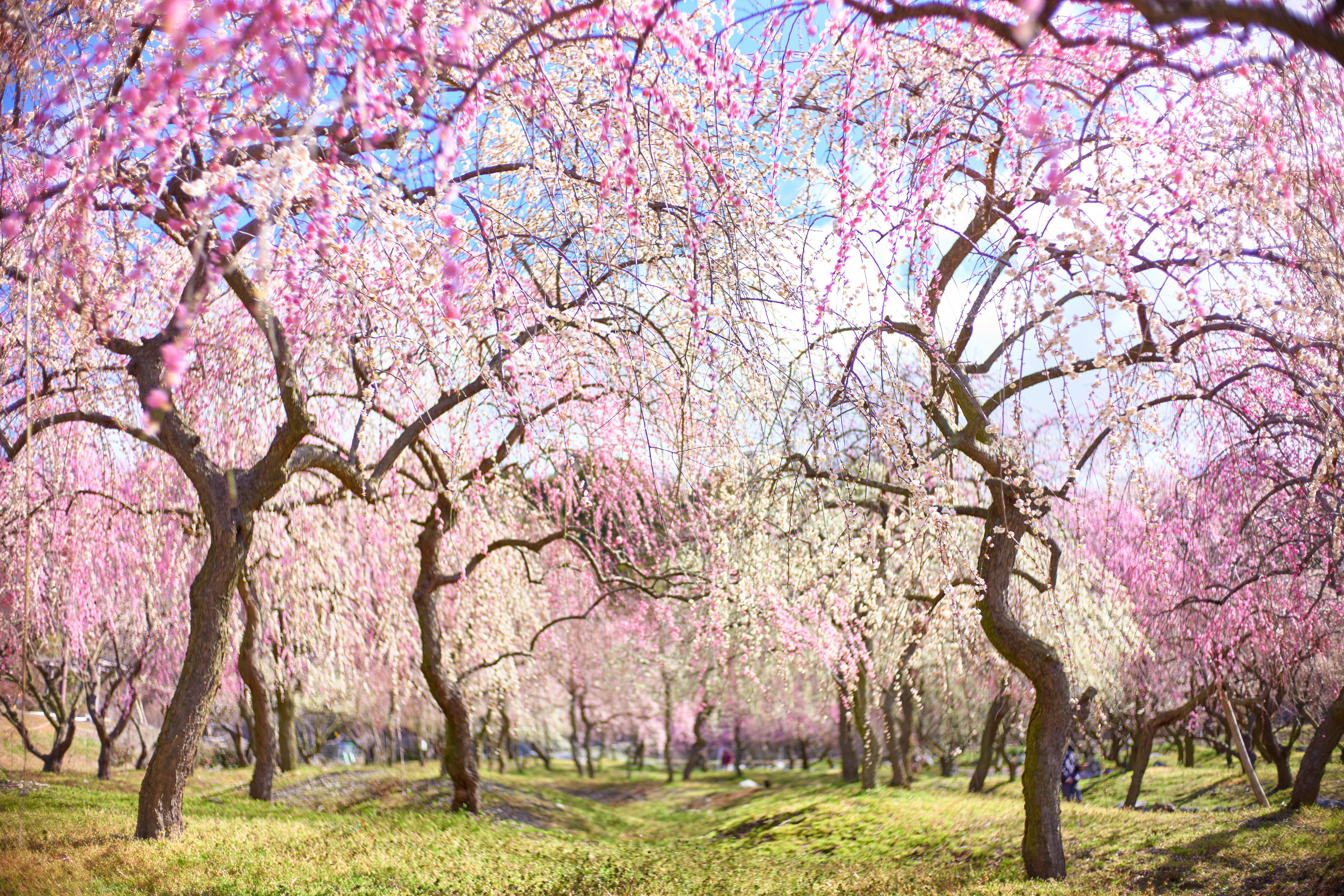速報 2025年開園日決定！三重県の梅の絶景「いなべ市農業公園梅まつり」今年は2月22日から！観光三重 かんこうみえ三重県の観光・旅行情報はここ