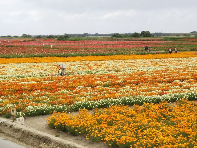 鴻巣市 5 11こうのす花まつり直前！ポピー畑吹上会場の5 9現在の開花状況をお知らせ号外NET 鴻巣市・北本市