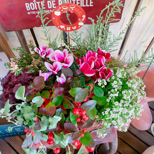 Amazon.co.jp:ガーデンシクラメン 花うるる のハンギング*リング 花うるるロングセラーの人気リース型寄せ植え 冬 春までの寄せ植えセット ギフト 通販 クリスマス プレゼント : DIY・工具・ガーデン