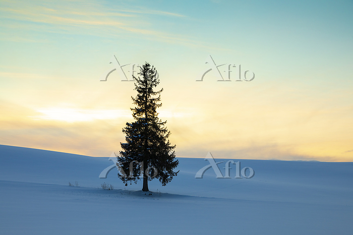 富良野・美瑛バスツアーの魅力
