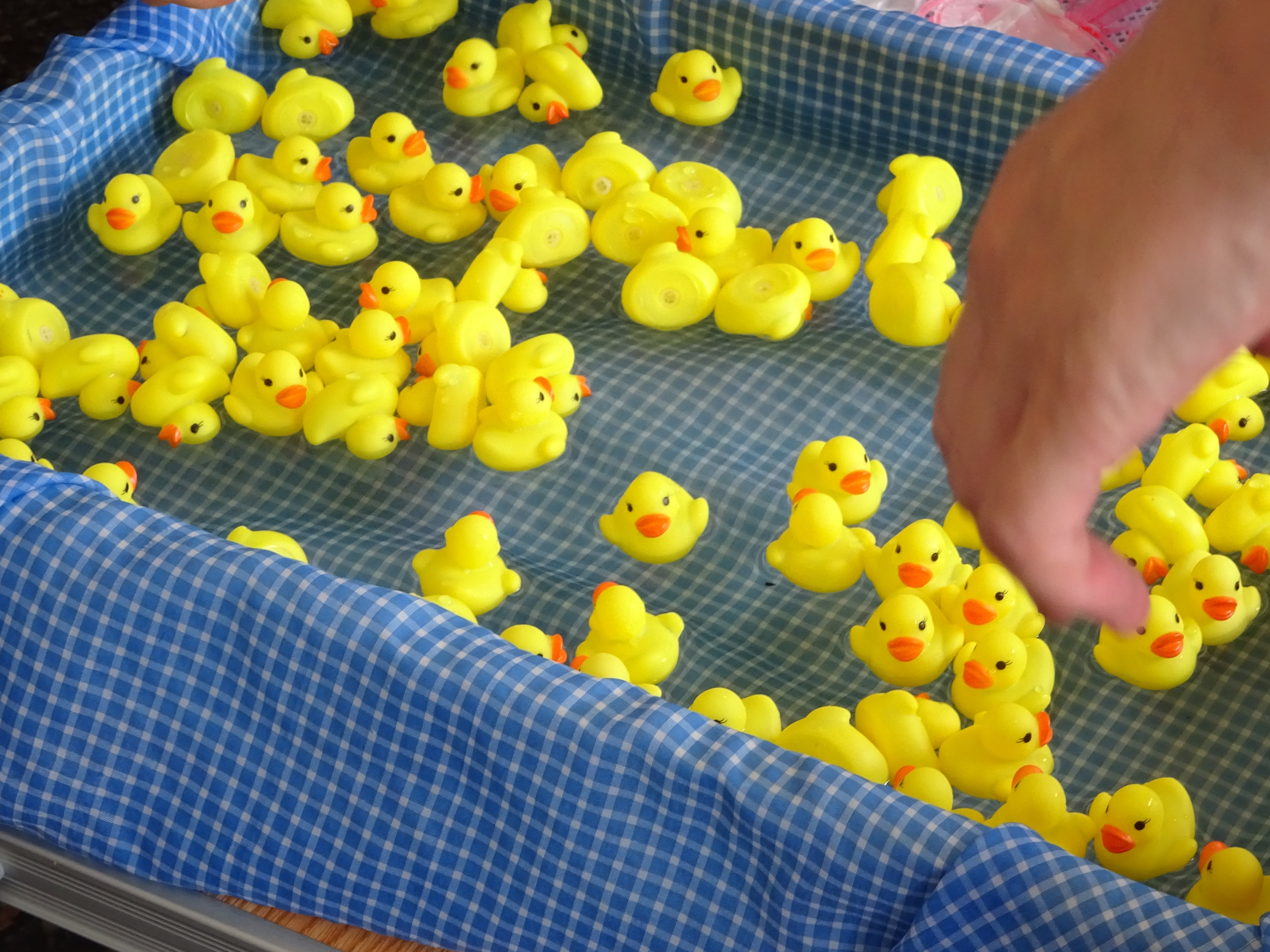 お祭りで見かける「カラーひよこ」とは？ひよこすくいの裏側と問題点 - CHERIEE あにまるマガジン