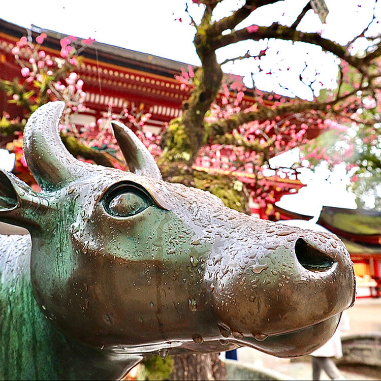 天満宮の撫で牛 菅原道真が丑年生で、遺体を運んだ牛車の止まった場所に太宰府天満宮が建てられたということから、どこの天満宮にも臥牛像がある。 撫で牛 といって、撫でると学問成就のご利益があるらしい。写真１太宰府天満宮の牛。さすが大御所、大勢の人 多分