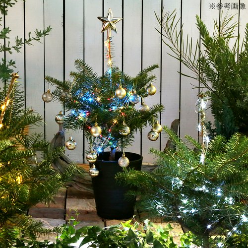 植え込み済 もみの木 セラアート長鉢 7号 黒 1鉢 樹高60~80cm クリスマスツリーチャーム