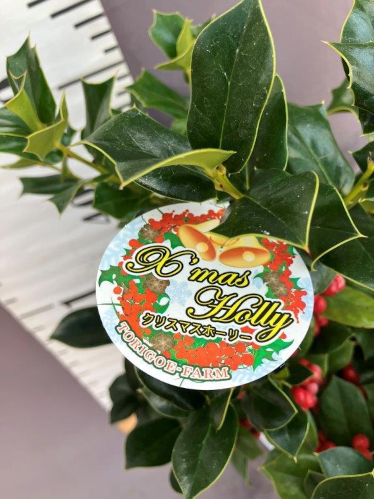 クリスマスホーリー 西洋ヒイラギ の育て方剪定はいつ行う？花言葉や風水の意味は？🍀GreenSnap グリーンスナップ