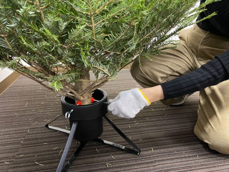 イケア港北で恒例の生木クリスマスツリー提供開始へ 使用後は返却も - 港北経済新聞