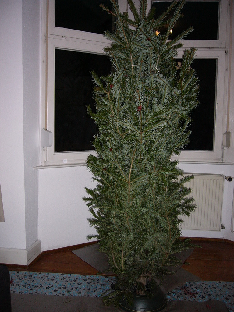 Alsace Alsace R 公式 正規品 クリスマスツリー 90cm 樅 クラシックタイプ 高級 ドイツトウヒツリー ヌードツリー オーナメント飾り なし アルザスツリー 2025ver. : ダイコン卸 直販部 - 通販 - Yahoo!ショッピング