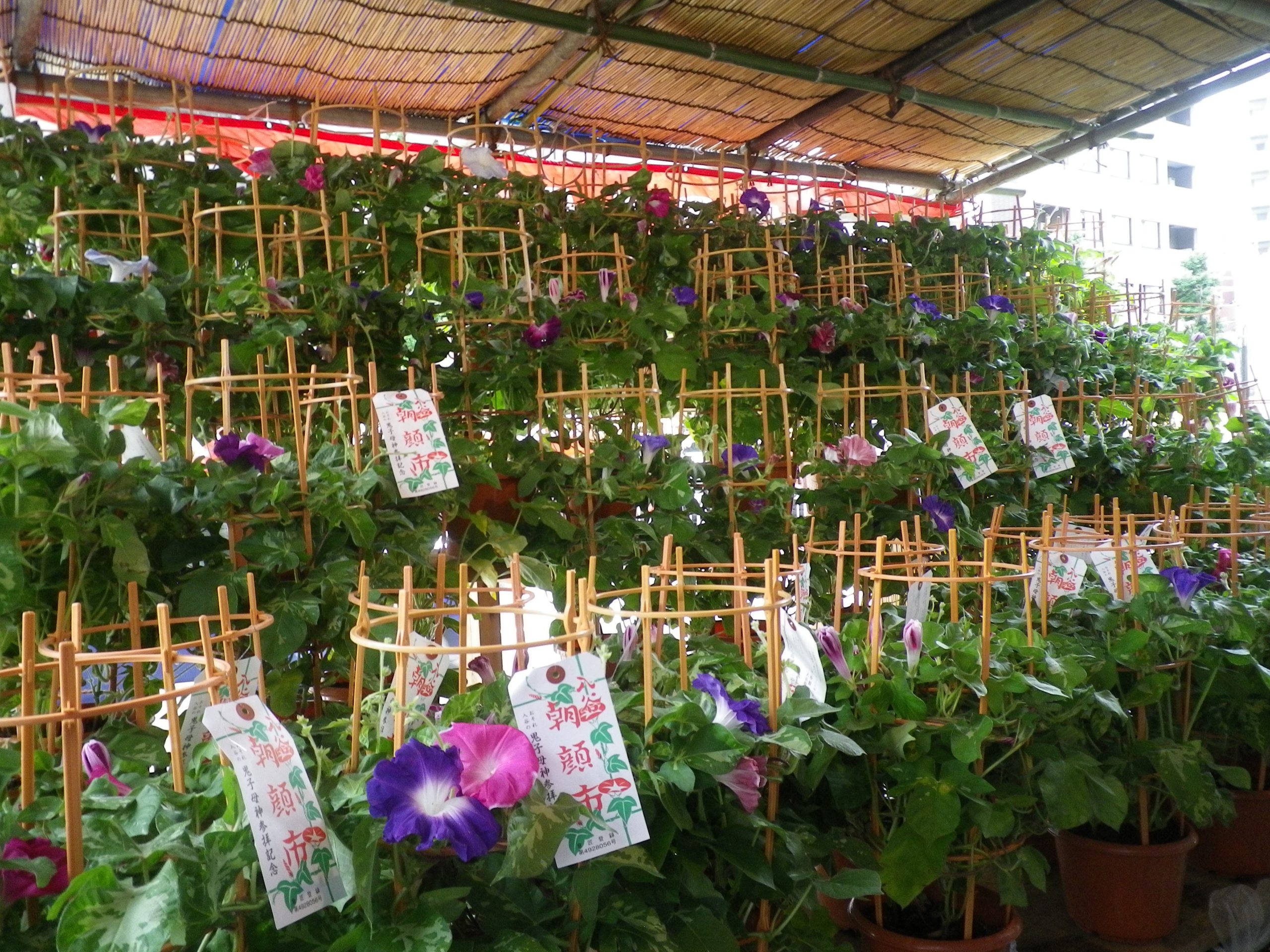 入谷朝顔まつり・ふるさと交流物産展 台東区ホームページ