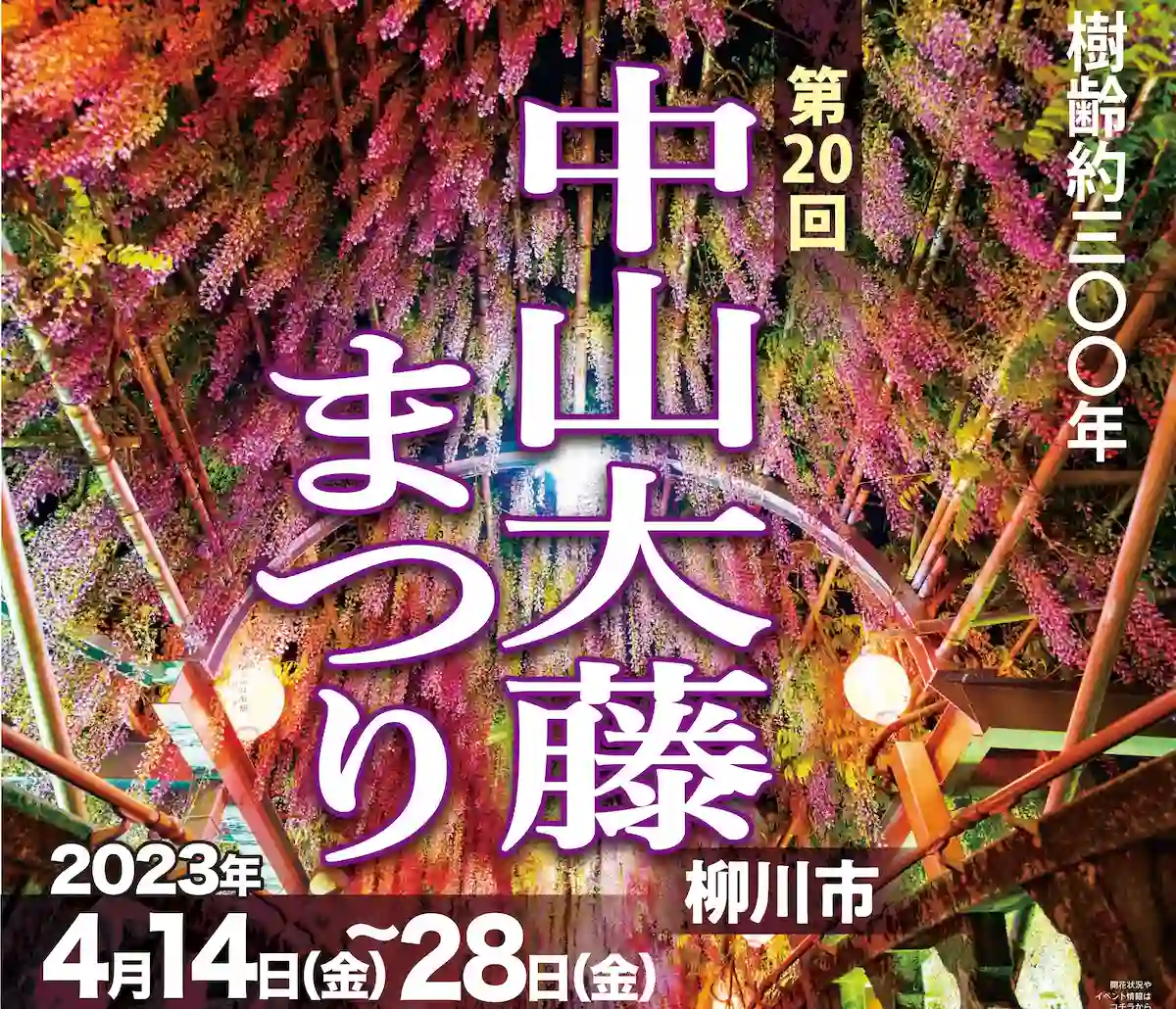中山大藤まつり2023 4月14日～28日まで開催 樹齢300年の大藤が会場中を藤の香りで包む 柳川市福岡筑後のローカルメディア 筑後いこい