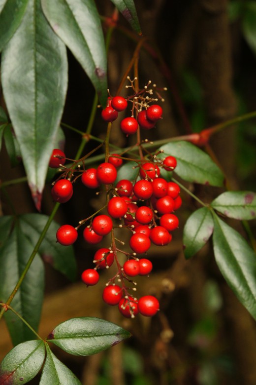 お散歩情報 赤い実チェストHP