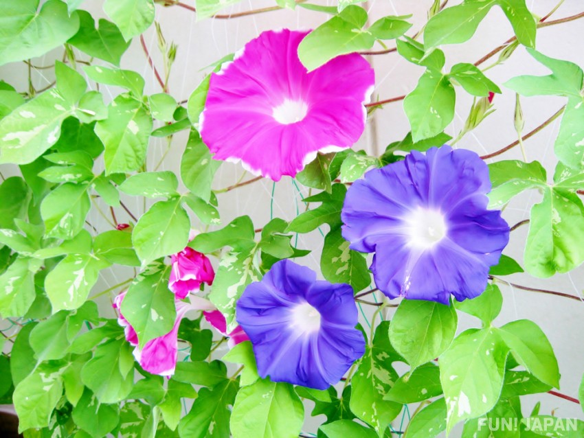 夏といえば何をイメージする？100人に聞いたランキングと連想するエピソードを紹介 - といえば