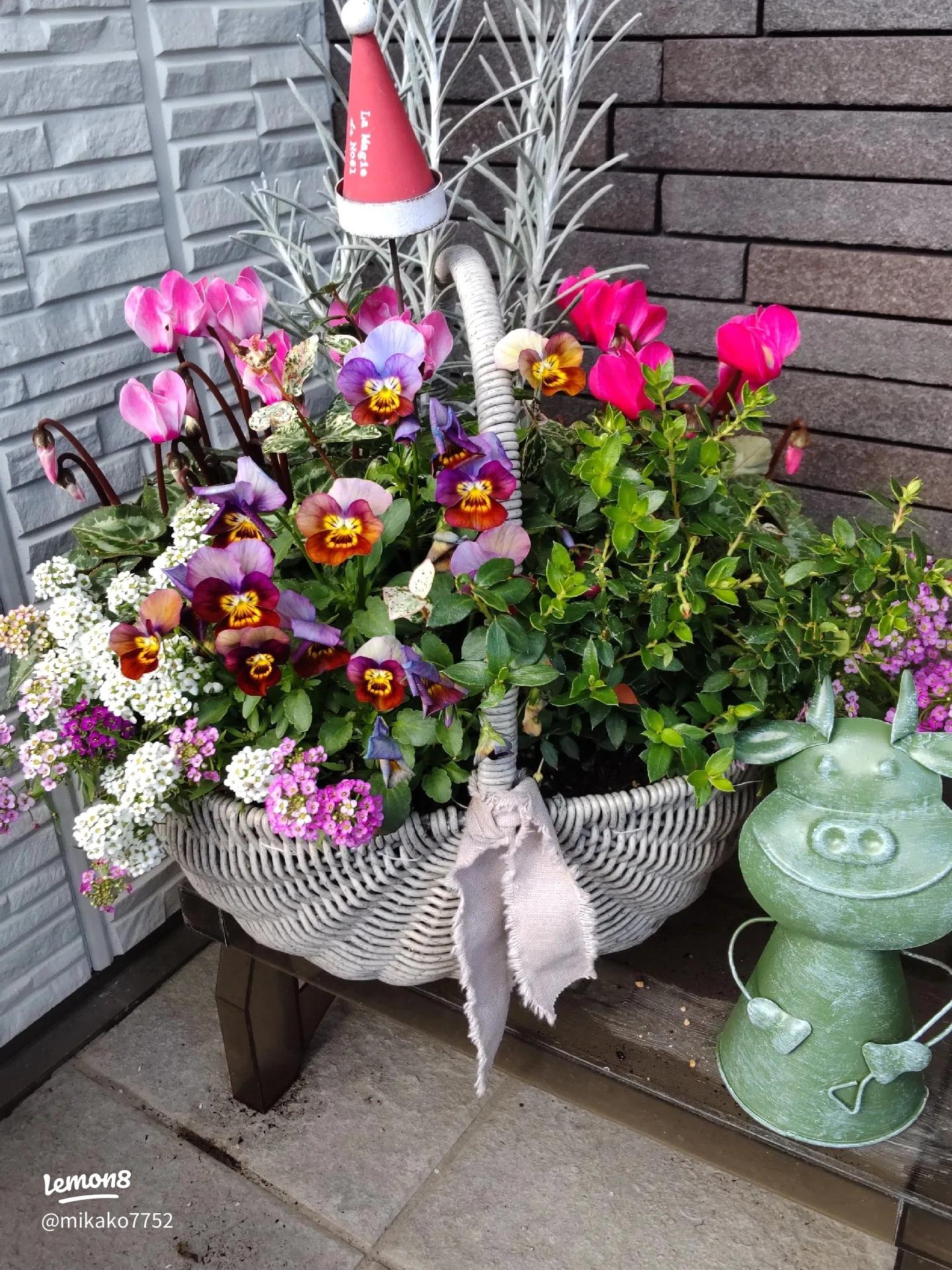 クリスマスとお正月を多肉植物と楽しむ、可愛い寄せ植えやアレンジの作り方 初心者でも簡単多肉植物との暮らしを楽しむ『箱庭』 Hakoniwasucculents plants